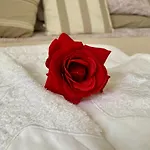Rosa Charme